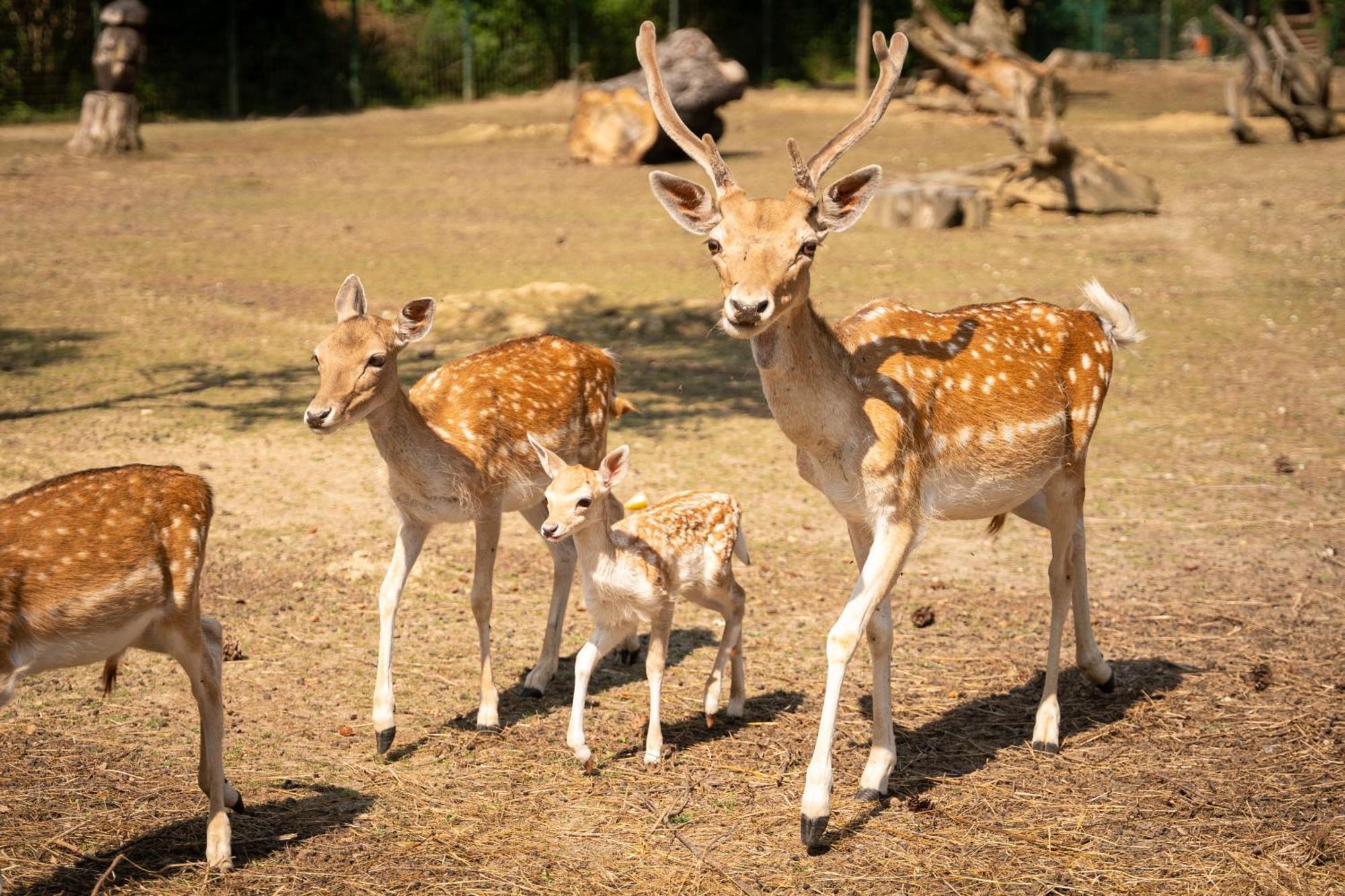 ホテル Terme Di Monte ヴァレンツァ エクステリア 写真